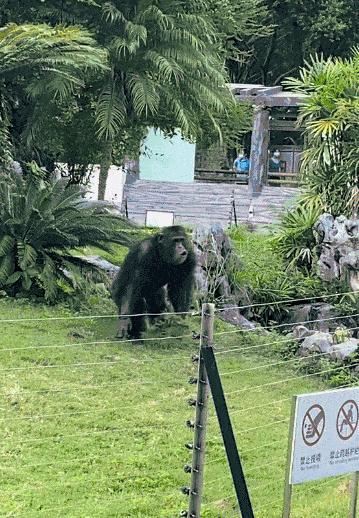 广东一动物园惊现猩猩砸盆！游客险被砸，园方回应背后原因