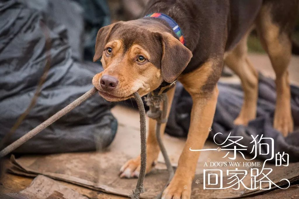 五公里外的油条，狗妈妈用母爱铺就的回家路