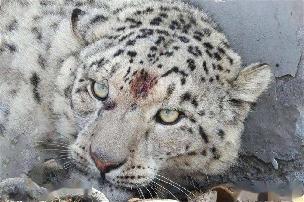 雪豹凌寒离世，脑梗复发带走高原精灵，守护未竟的温柔