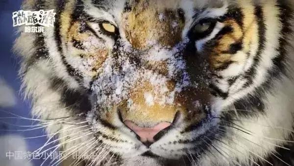 雪夜虎眸，女子与东北虎的死亡凝视五秒，生命在零下30℃冻结