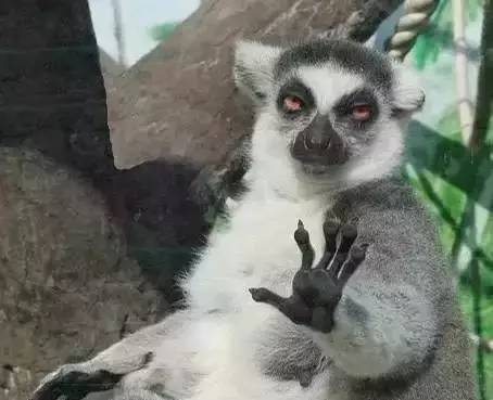 摔狐猴与抽烟离去，一记打在文明旅游脸上的耳光